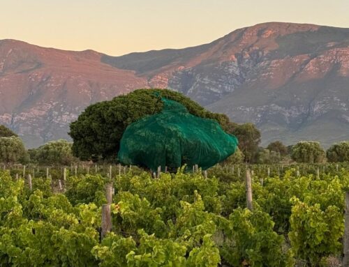 2025 Harvest Report – A Year of Quality and Character